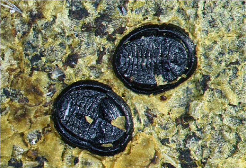Ancient Insect Diversity Revealed in New Zealand's Miocene Sediments, Including