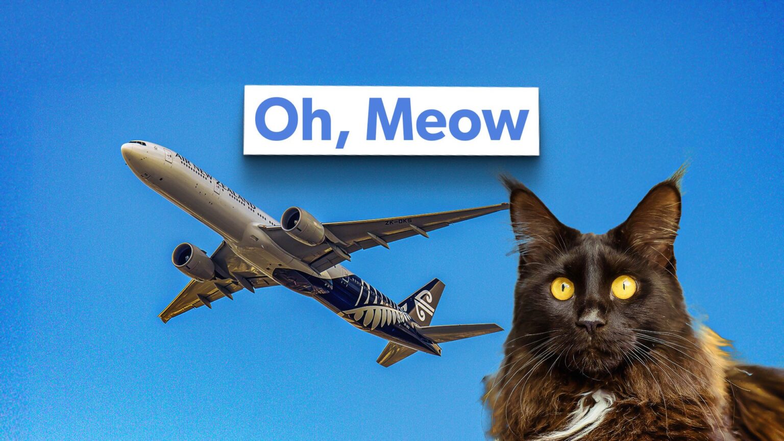 Mittens’ Air New Zealand Odyssey & 6 Other Cat-Astrophic Flights Mittens' Air New Zealand Odyssey & 6 Other Cat-Astrophic Flights