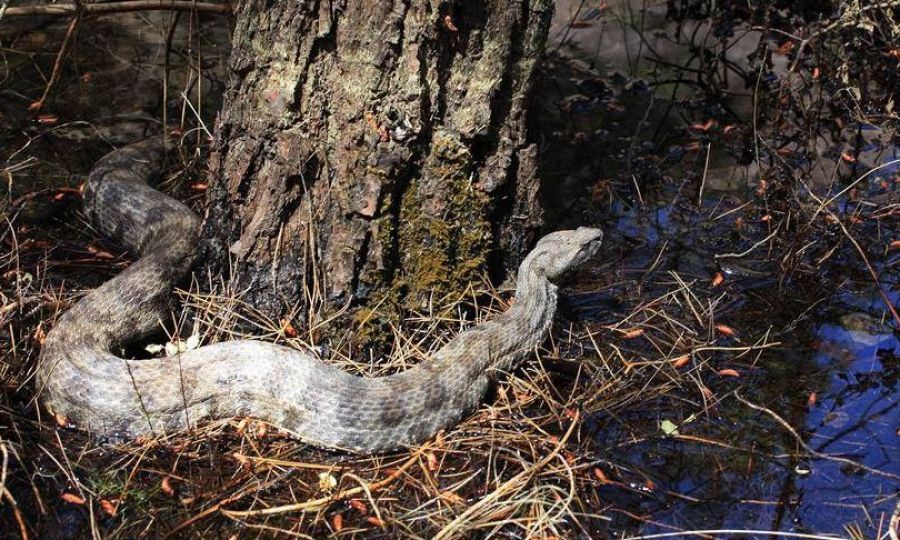 These snakes can be seen in Cyprus – They don't hibernate! (PHOTOS), KNEWS
