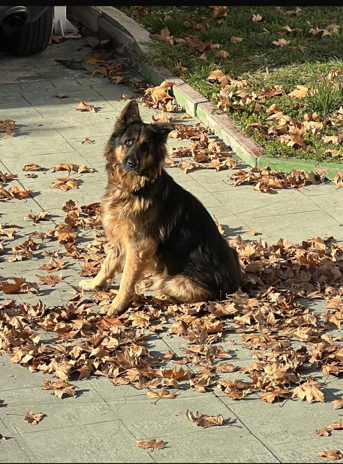 My dog ​​has died in the hands of a kennel and I don't know what to do.