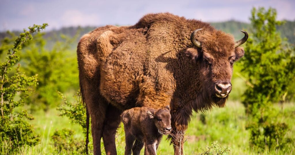 Milovice nature reserve receives Czechia’s top ecological awards