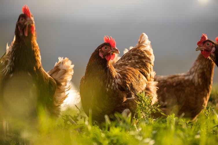 Chickens grazing on a farm.
