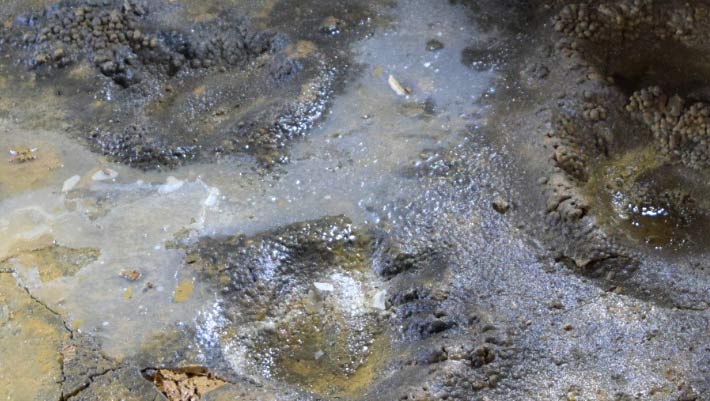 Pleistocene Cave Bear Footprints Discovered in Spain