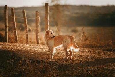 Dog Colours in Victoria, BC for 2024