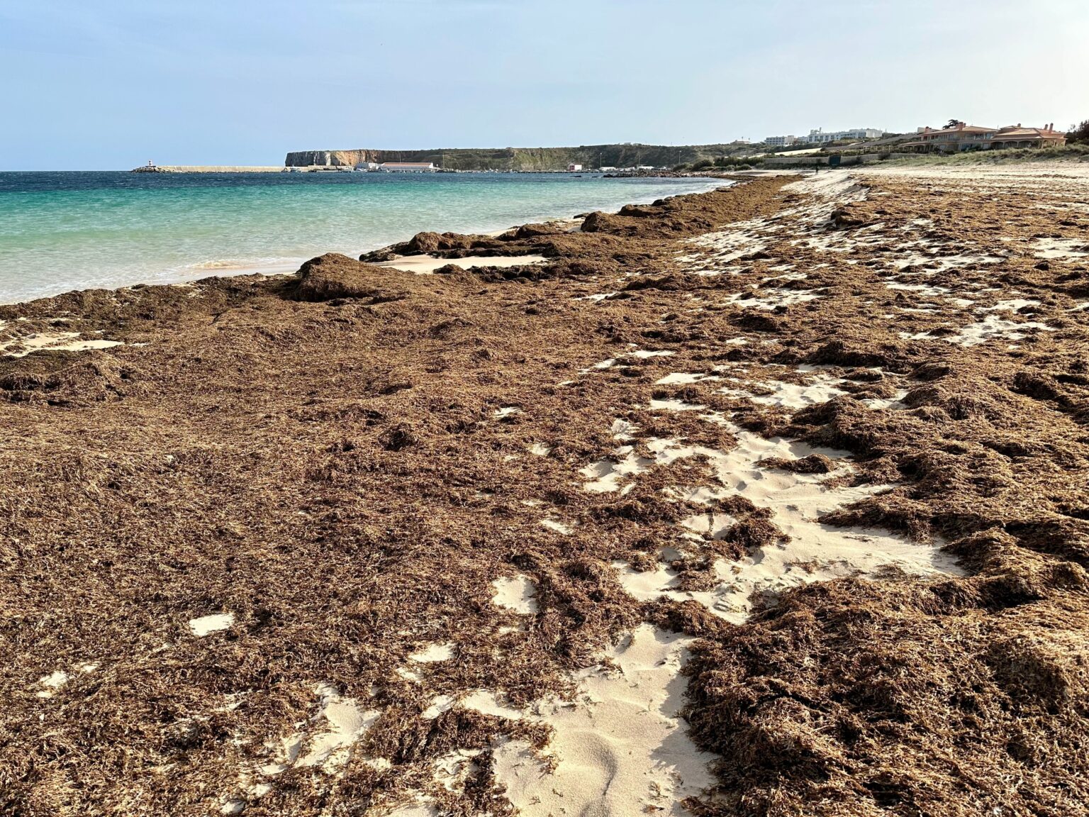 Warning Issued for Tourists Heading to Spain After Invasive Algae Infiltrates Popular Beaches Warning Issued for Tourists Heading to Spain After Invasive Algae Infiltrates Popular Beaches