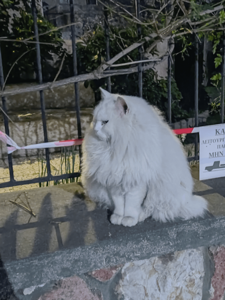 Discovery of CAT-BUDY