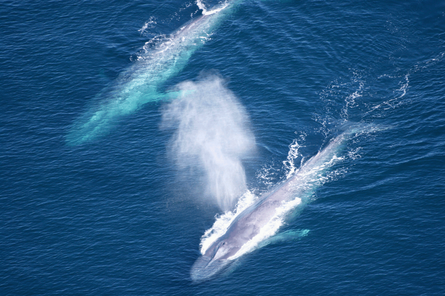 49 Shipping Companies Opt In to Protect Whales, Environment | Local News