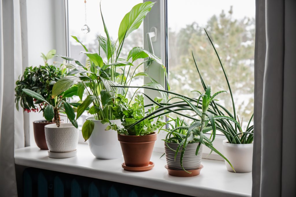 Ask Eartha: Are houseplants beneficial to the environment?