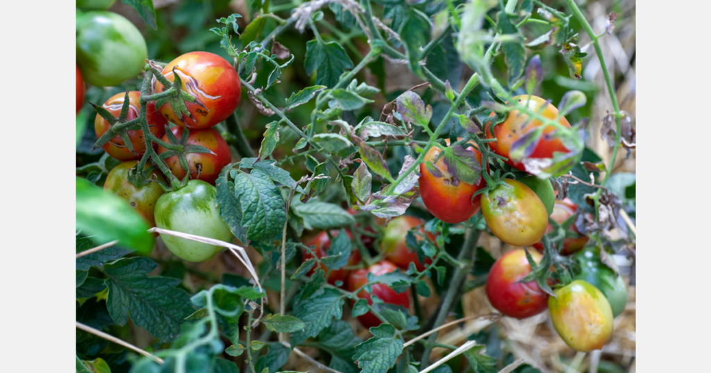 Tomatoes New Zealand issues ToBRFV update