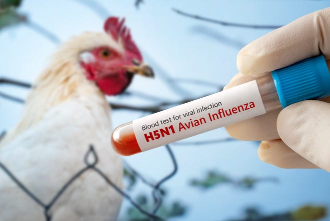 A test tube with a blood test for h5n1 avian influenza.