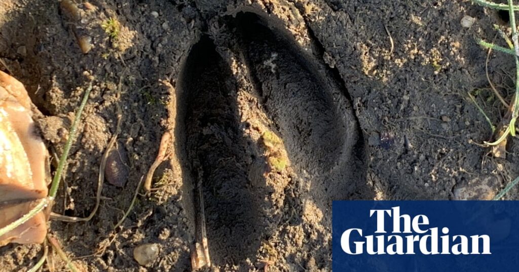 Country diary: My daughter says she’s seen a fawn – has she? | Animals