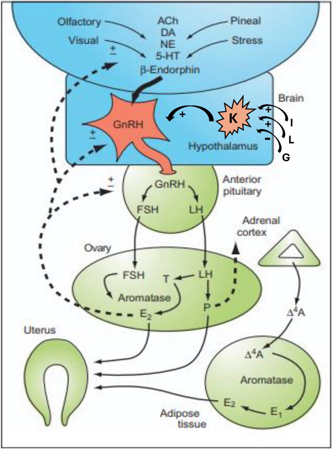 Mapping complex interactions between sex hormones and neurological health