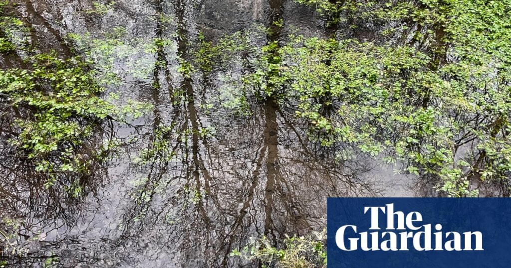 Country diary: This spring gives so much life, today we give something back | Environment Country diary: This spring gives so much life, today we give something back | Environment