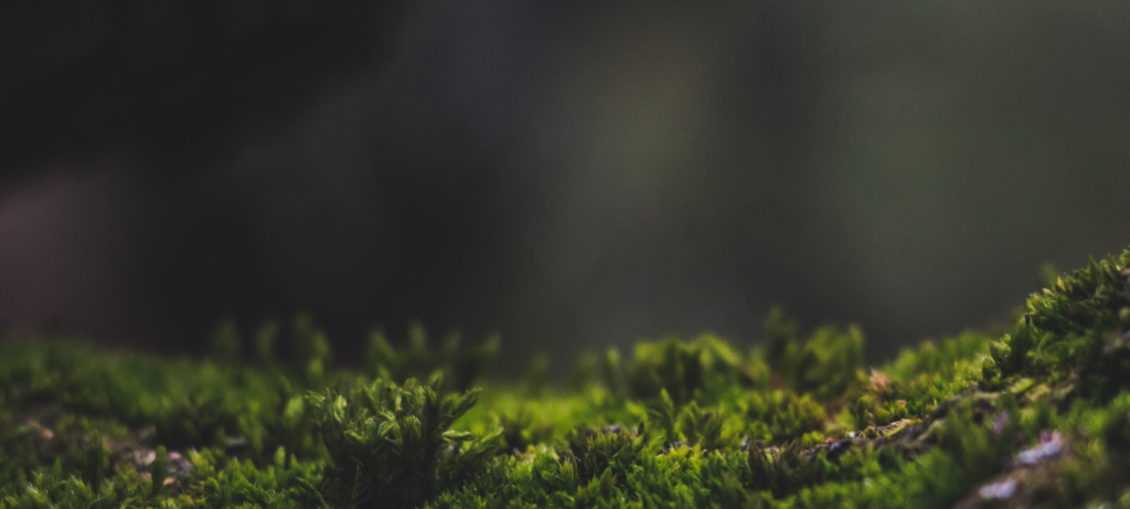 Survey on UNEP youth work and youth engagement | UNEP