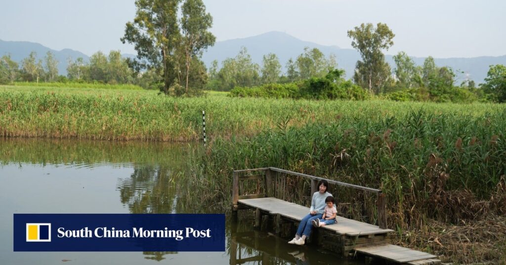 Hong Kong developer will return part of wetland site to government management: report