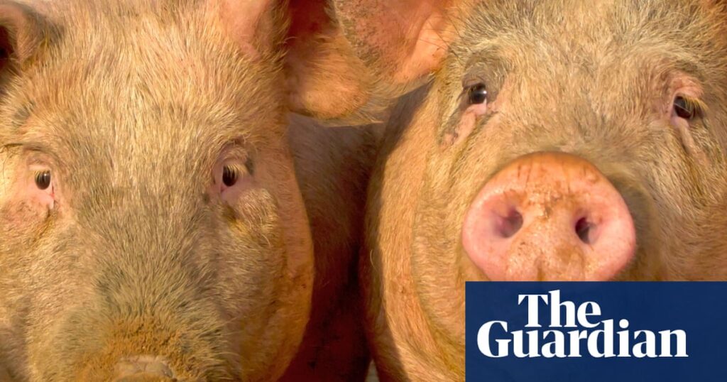 East Anglian farms breach environment regulations 700 times in seven years | Farm animals East Anglian farms breach environment regulations 700 times in seven years | Farm animals