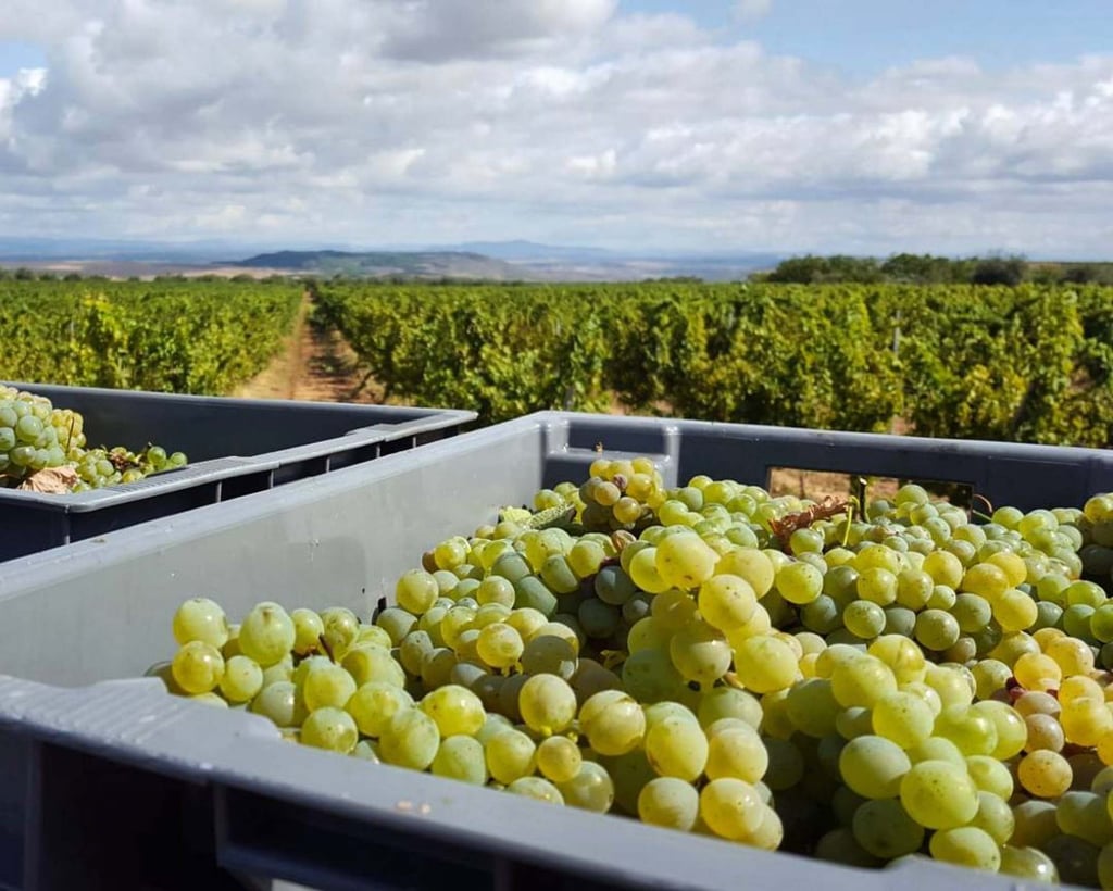 Harvest time at Bodegas Nestares Eguizabal in La Rioja, Spain. The wine estate’s co-owner Maria Jose Nestares says installing wind turbines to produce energy for faraway cities is “unfair”. Photo: Instagram/bodegasnestareseguizabal Harvest time at Bodegas Nestares Eguizabal in La Rioja, Spain. The wine estate’s co-owner Maria Jose Nestares says installing wind turbines to produce energy for faraway cities is “unfair”. Photo: Instagram/bodegasnestareseguizabal