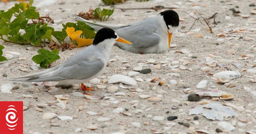 DOC ‘cautiously optimistic’ for New Zealand’s rarest bird, the fairy tern DOC 'cautiously optimistic' for New Zealand's rarest bird, the fairy tern