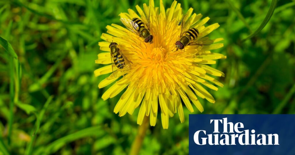 UK conservation goals insufficient to save ants and bees, says expert | Conservation