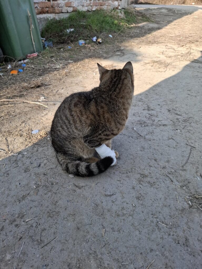 Injured kitten