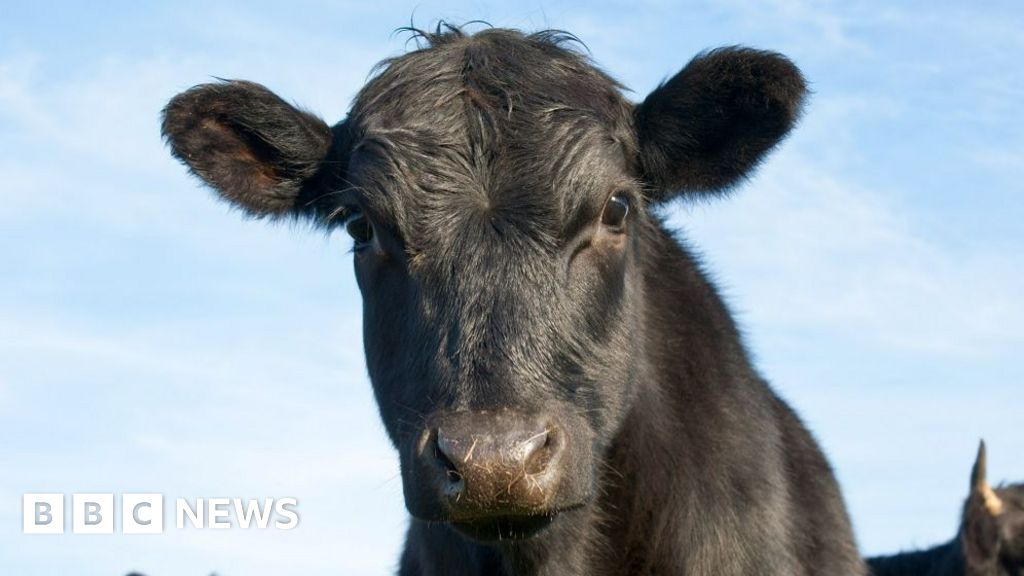 Electronic cow collars helping farms reduce impact on environment