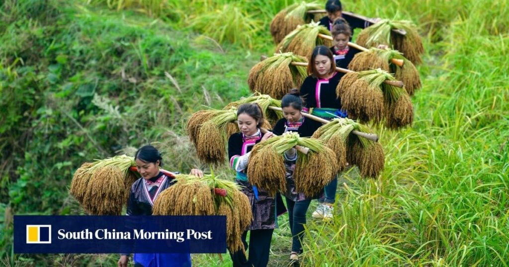 Chinese team develops strain of rice that may help cut the risk of heart disease