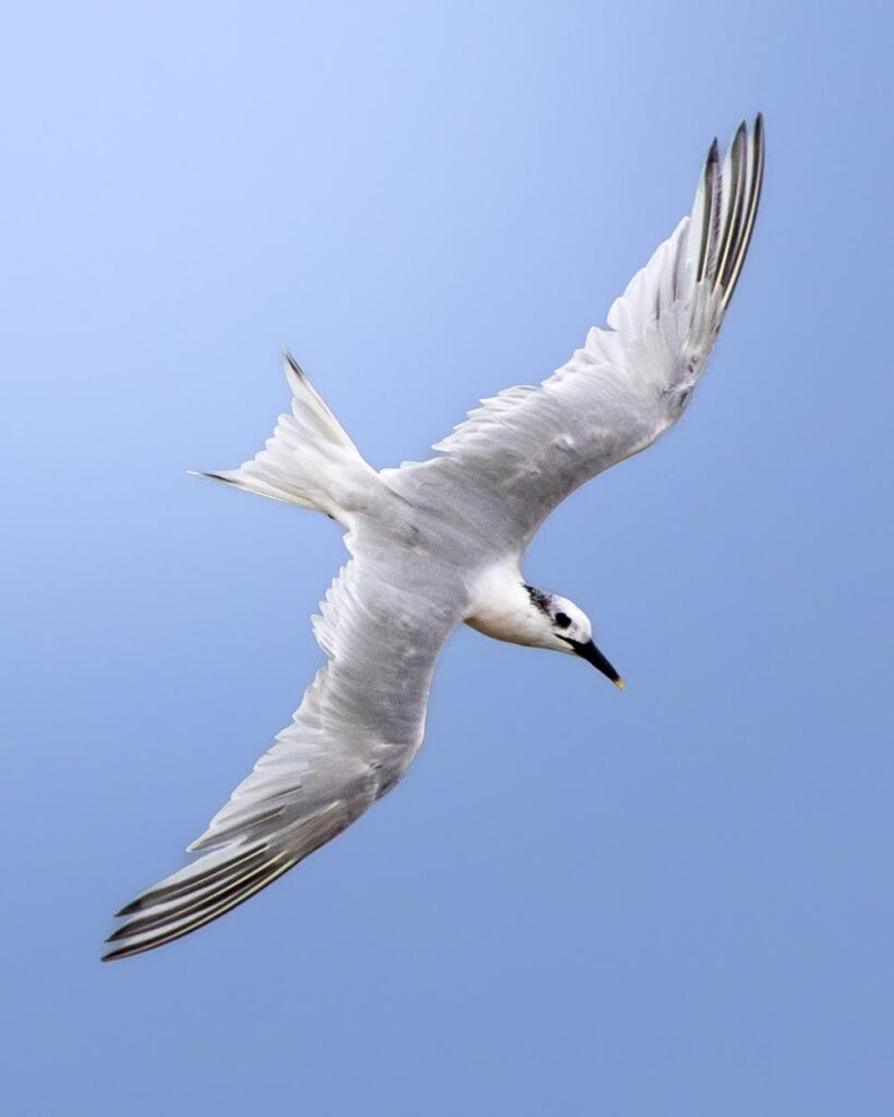 Patinegro (Thalassus Sandvicensis) EN Santander, Cantabria