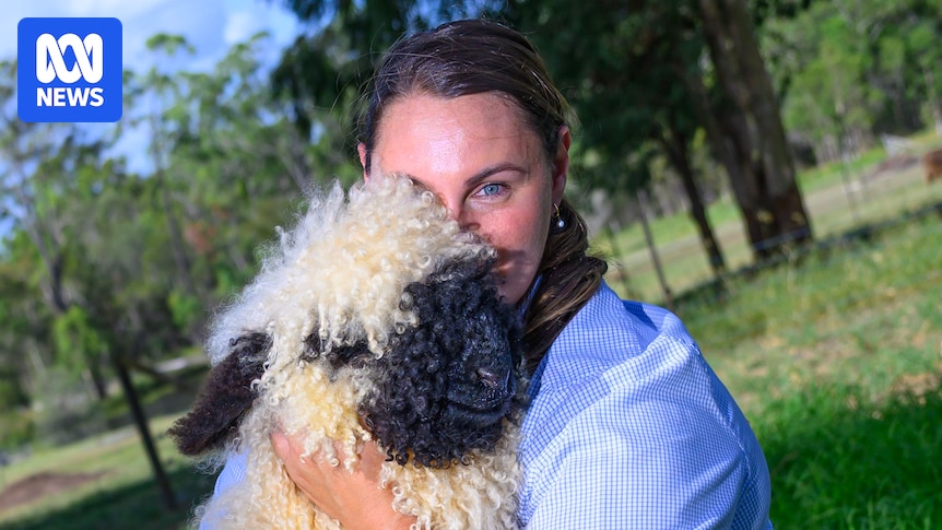 ‘World’s cutest sheep’ Valais blacknose on the rise in Australia 'World's cutest sheep' Valais blacknose on the rise in Australia