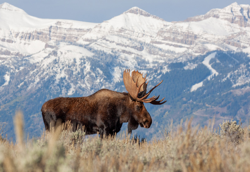 Wyoming selected for energy funds Bull Shiras Moose in Wyoming (Photo: Adobe Stock │#312930090 - equigini)