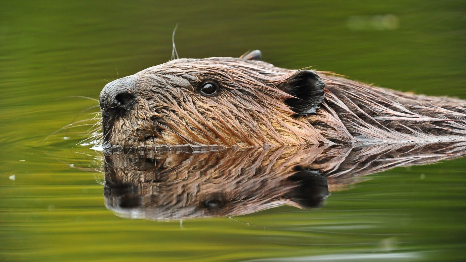 Beavers credited with saving taxpayers roughly $1.2M in Czech Republic Beavers are being credited with saving taxpayers in the Czech Republic roughly .2 million by building multiple dams south of Prague.