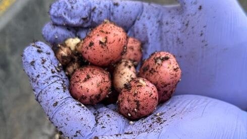 Israeli startup grows world’s first real dairy protein in potatoes—no cows needed