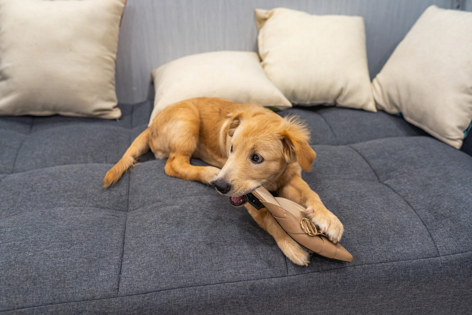 Talking pet dental health with U of M a puppy golden retriever chews on a bone