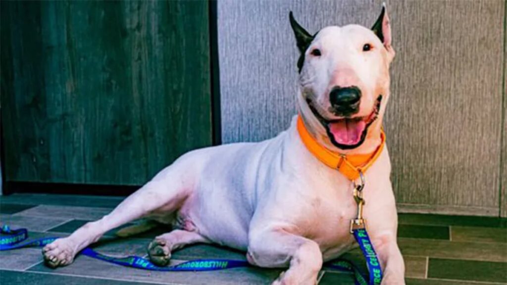 Dog abandoned before hurricane suffers health scares as owner faces criminal case