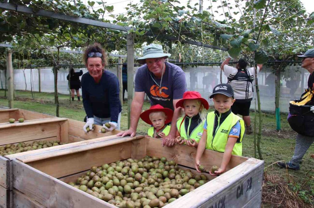 New Zealand starts harvesting its record-breaking 2025 kiwifruit season