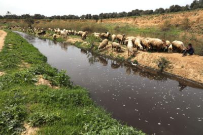 Sheep along the Wadi Gaza before the war.