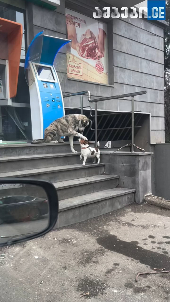 Wholesome Georgian Dogs