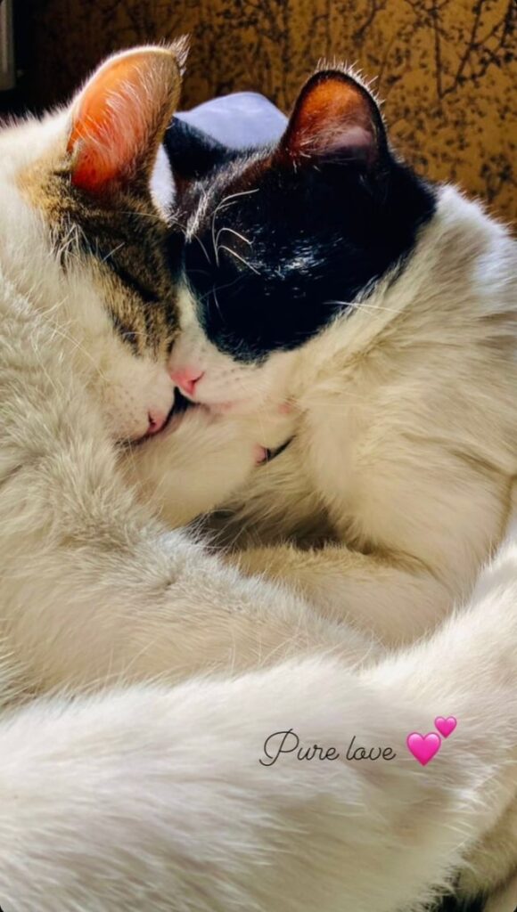 CATS FOR ADOPTION!