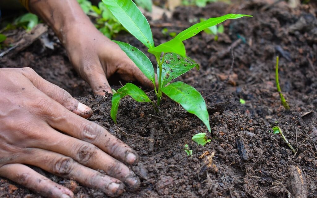 A Closer Look at India’s Innovative Environmental Initiative A Closer Look at India's Innovative Environmental Initiative