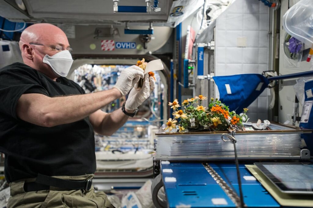 Scott Kelly cared for two crops of flowers in the Veggie Plant Growth Facility