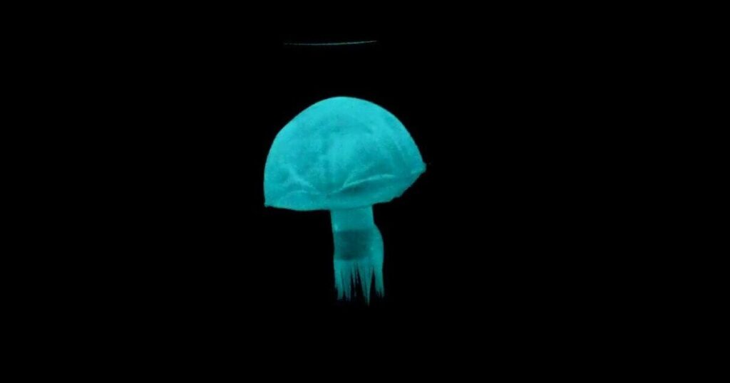 'Robot blood' powers soft-bodied jellyfish and worm robots - Researchers at Cornell University have been working on batteries that can 'flow' through the internal structures of robots, kind of like how blood in humans' veins powers our bodies.