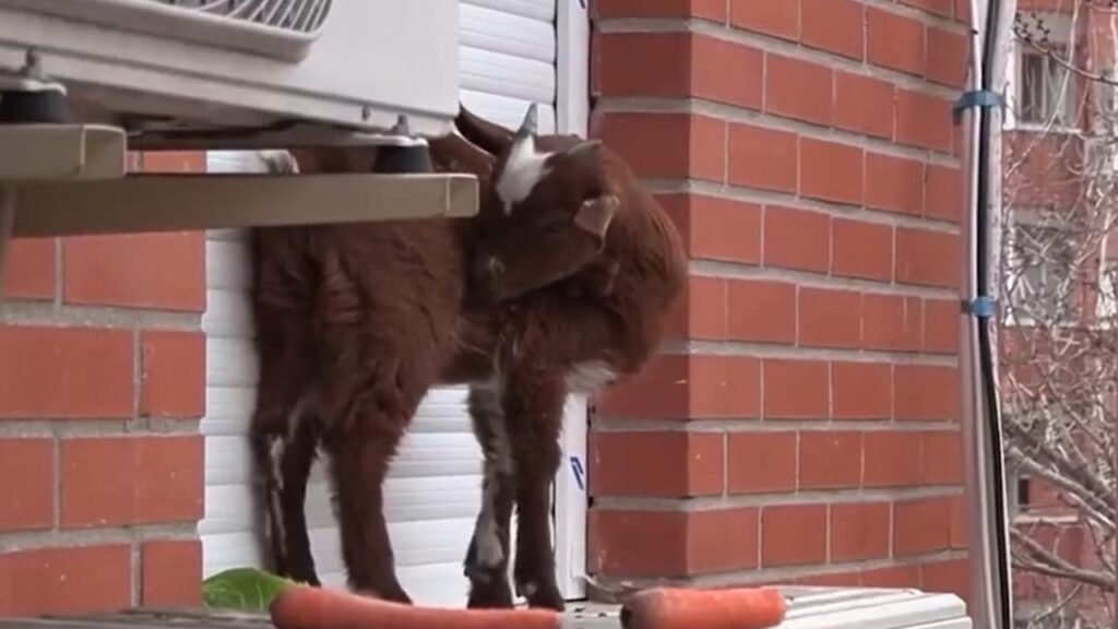 Watch: Firefighters save goat stranded on 5th-floor ledge in Spain