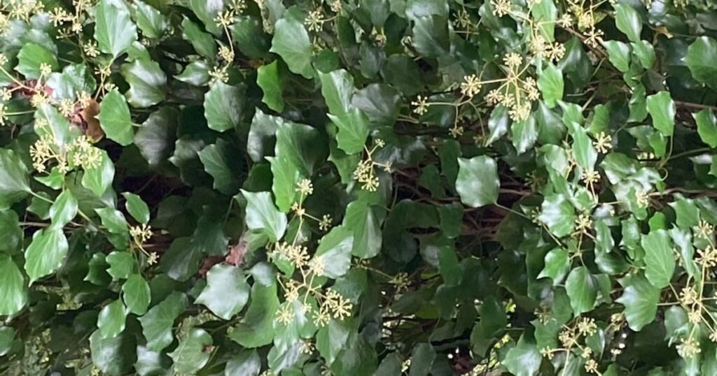 WA environmental groups looking to ban sale of invasive ivy – KIRO 7 News Seattle WA environmental groups looking to ban sale of invasive ivy – KIRO 7 News Seattle