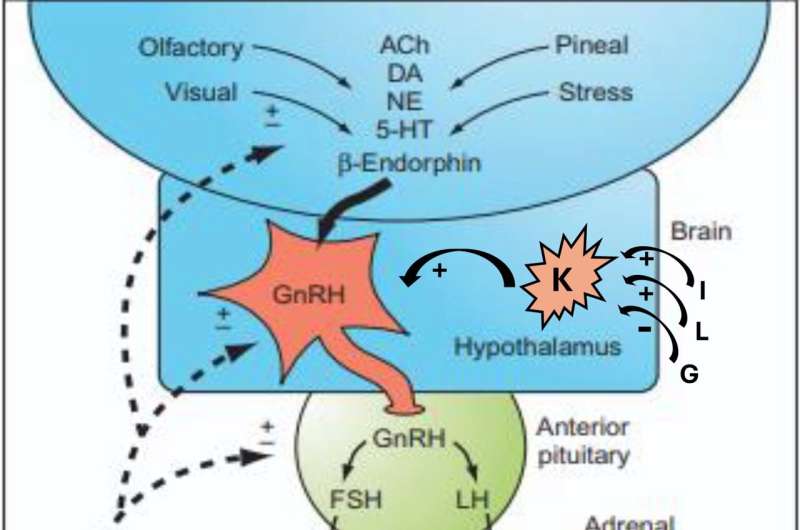 Landmark review maps complex interactions between sex hormones and neurological health