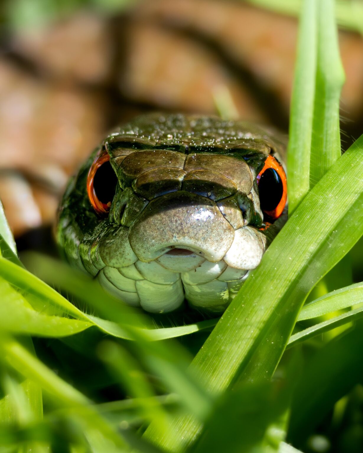 Mediterranean necklace snake (Natrix Astreptophora) in A Coruña, Galicia