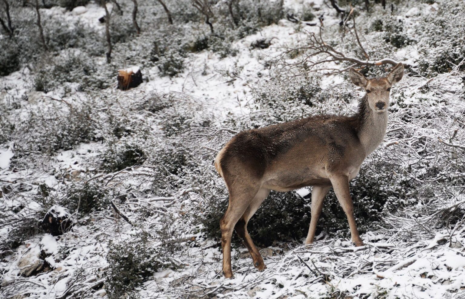 Storm Coral Brings Polar Chill to Greece – Which Areas Will See Snow? Storm Coral to Intensify in Greece on Friday and Saturday
