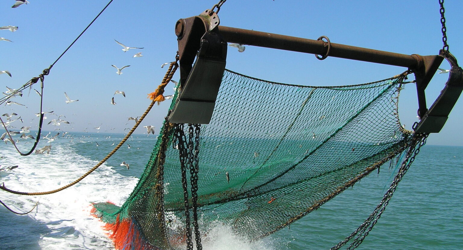 Spain leads Falklands squid stock assessment after 2024 season suspension