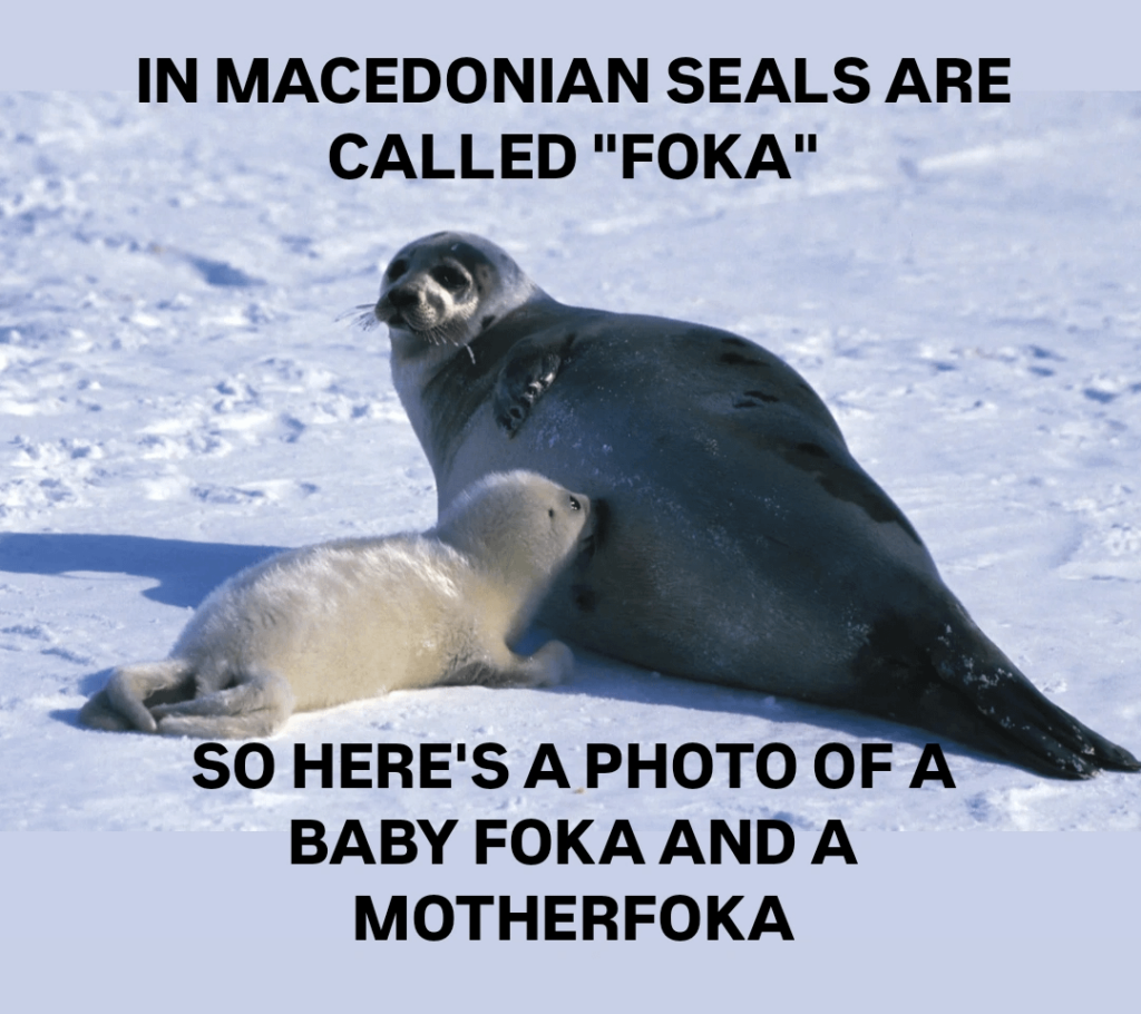 Fox and Moterfoka