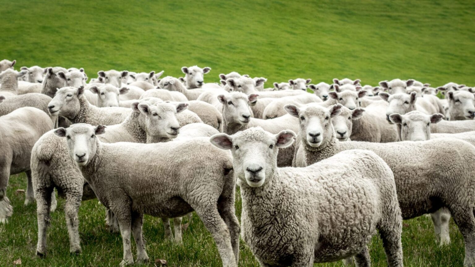 Stop Sheep Abuse In New Zealand – One Green Planet