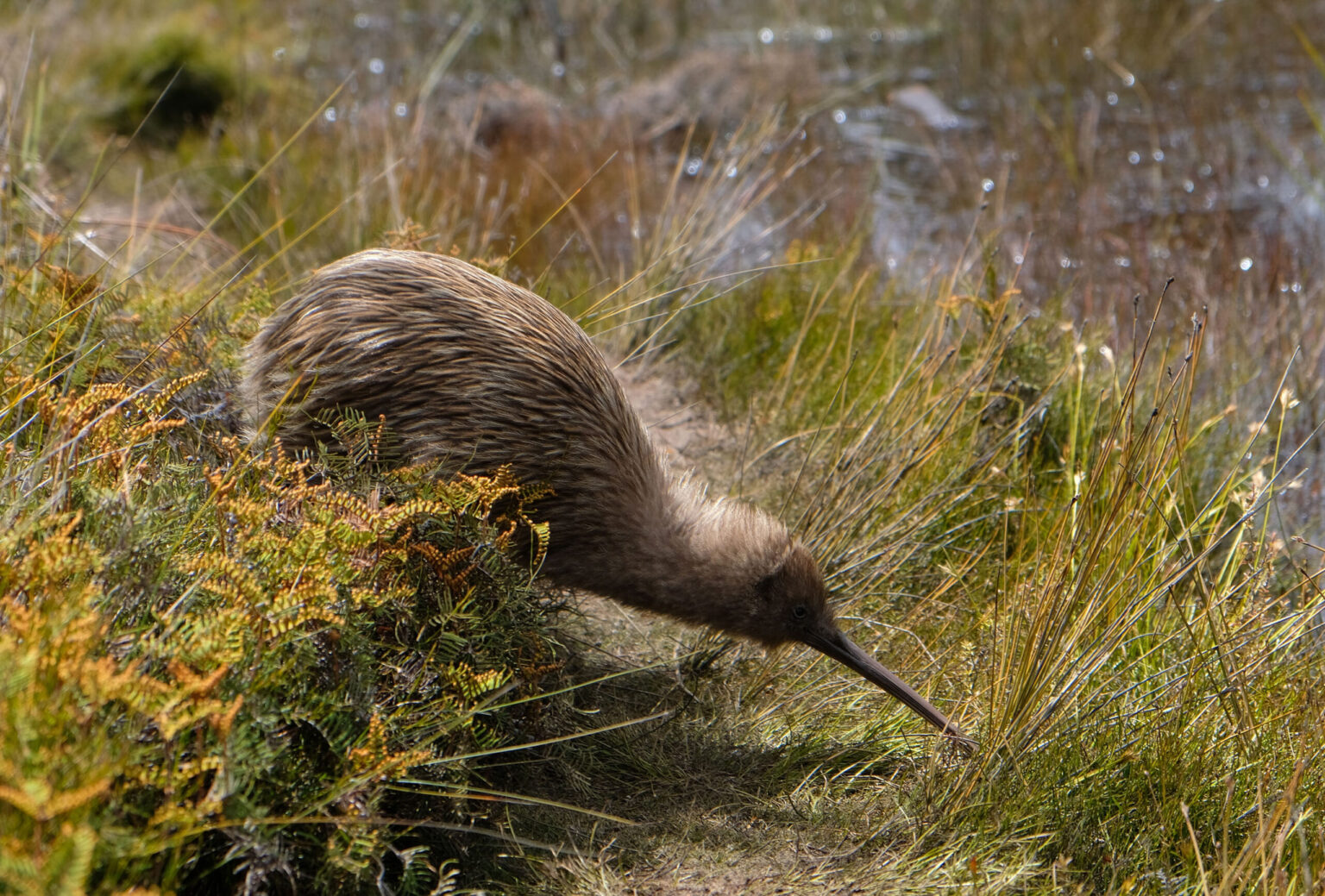 New Zealand’s Sanctuary Mountain Maungatautari launches new kiwi experience tour New Zealand's Sanctuary Mountain Maungatautari launches new kiwi experience tour