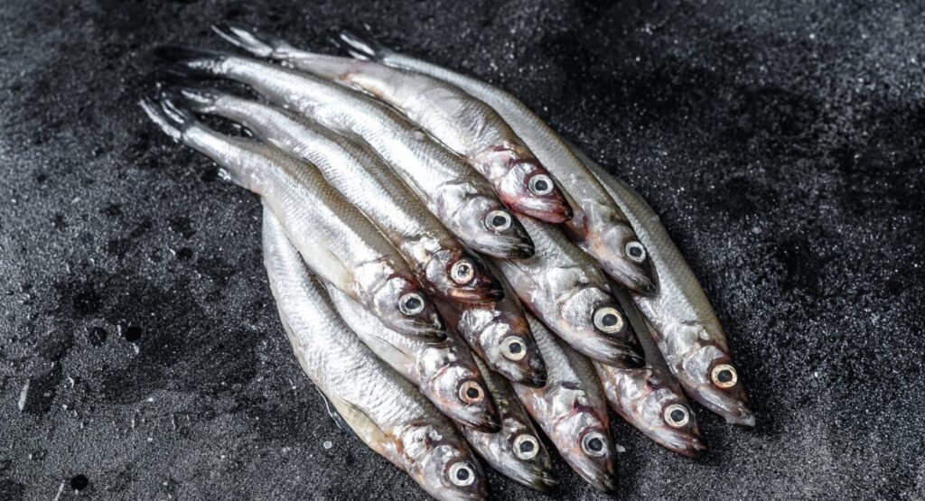 Iceland flags threefold capelin price difference with Faroe Islands Iceland's capelin search continues fruitless